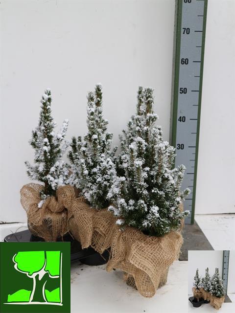 PICEA GL CONICA (JUTE)