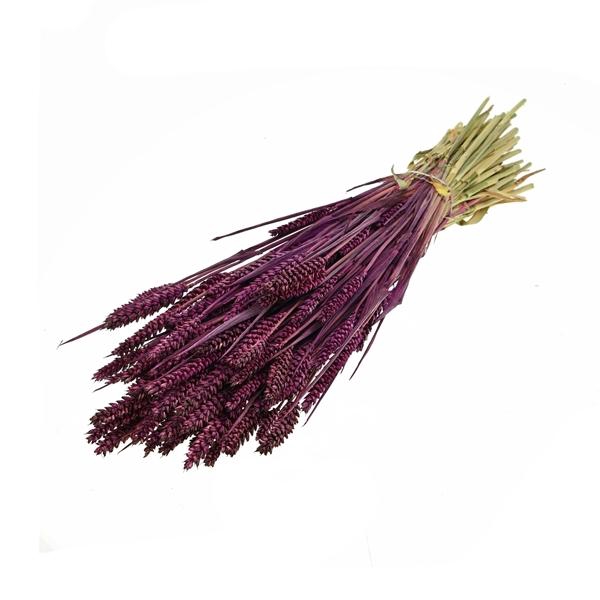 <h4>Tarwe Prune</h4>