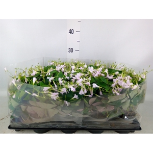 Oxalis   ...