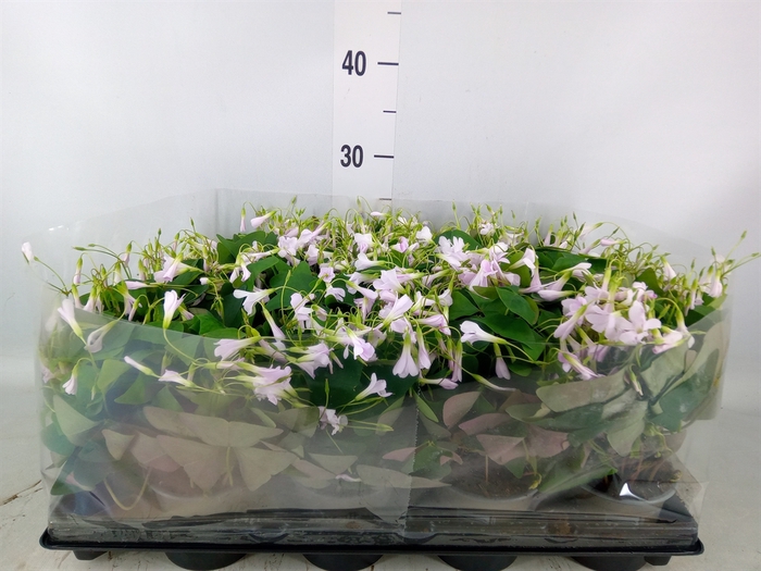 <h4>Oxalis   ...</h4>