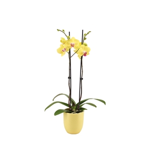 Hugo Citrus Phal Geel 2T14+