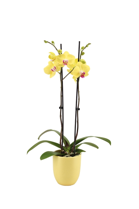 <h4>Hugo Citrus Phal Geel 2T14+</h4>