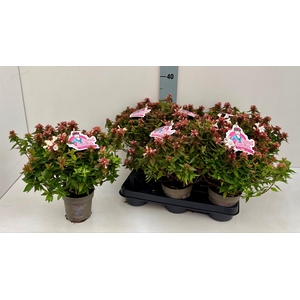 ABEL GRANDIFLORA