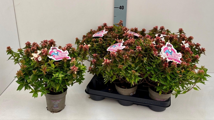 <h4>ABEL GRANDIFLORA</h4>