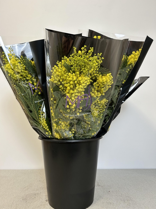 <h4>ACACIA MIRANDOL BS</h4>