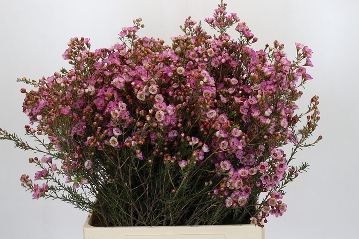 <h4>Chamelaucium Adi</h4>