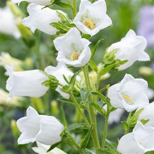Campanula White