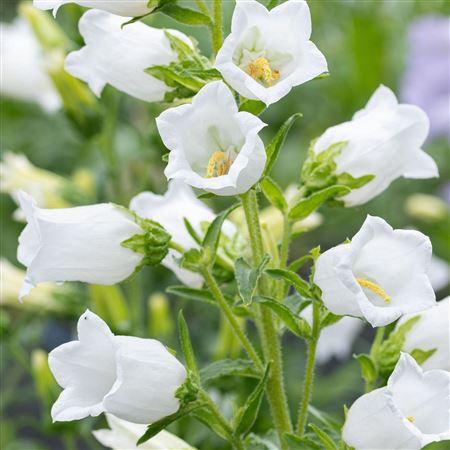 <h4>Campanula White</h4>