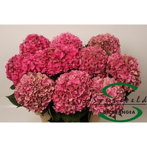 Hydrangea glowing alps classic