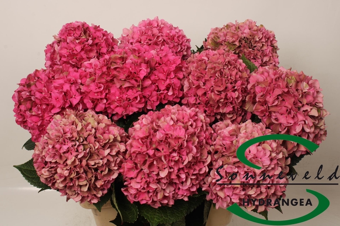 <h4>Hydrangea glowing alps classic</h4>