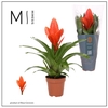 Vriesea Intenso Orange
