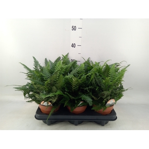 Polystichum tsussimense