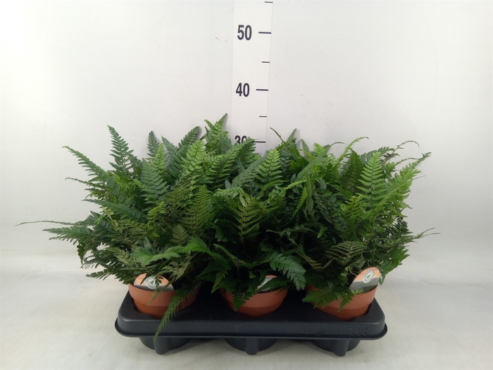 <h4>Polystichum tsussimense</h4>