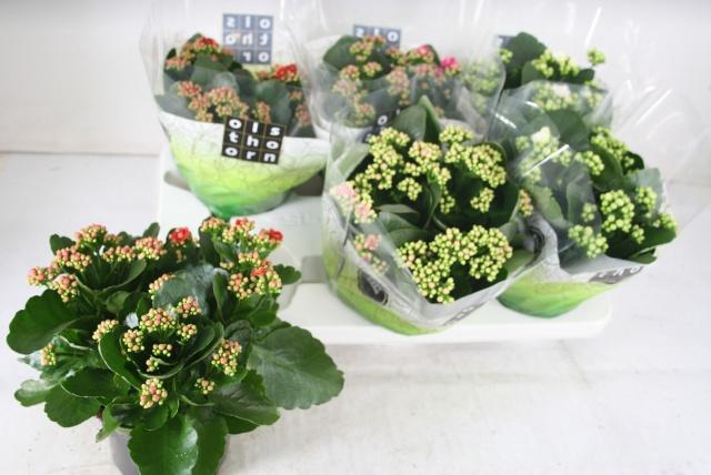 <h4>KAL GE GEM 4 KL</h4>