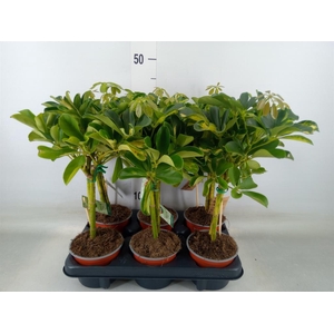 Schefflera arbor. 'Gold Capella'