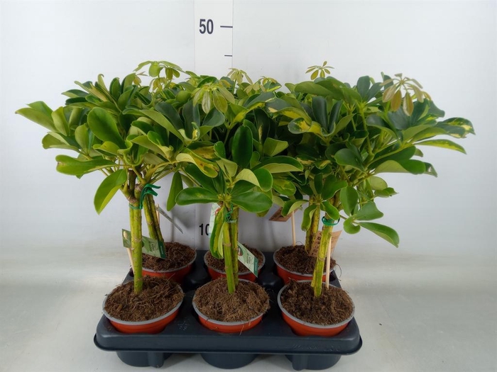 <h4>Schefflera arbor. 'Gold Capella'</h4>
