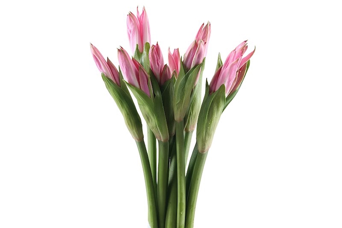 <h4>Amarcrinum Rose</h4>