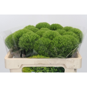 Dianthus Br Kiwi Mellow XXL