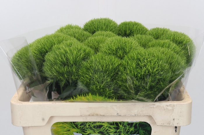 <h4>Dianthus Br Kiwi Mellow XXL</h4>