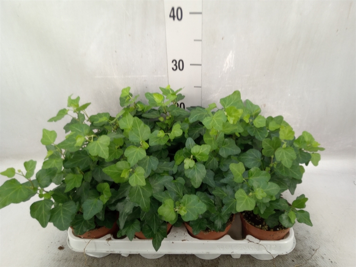 <h4>Hedera helix 'Wonder'</h4>