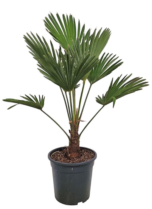 <h4>Trachycarpus Wagnerianus Nederlandse Teelt</h4>
