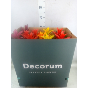 Guzmania   ...mix