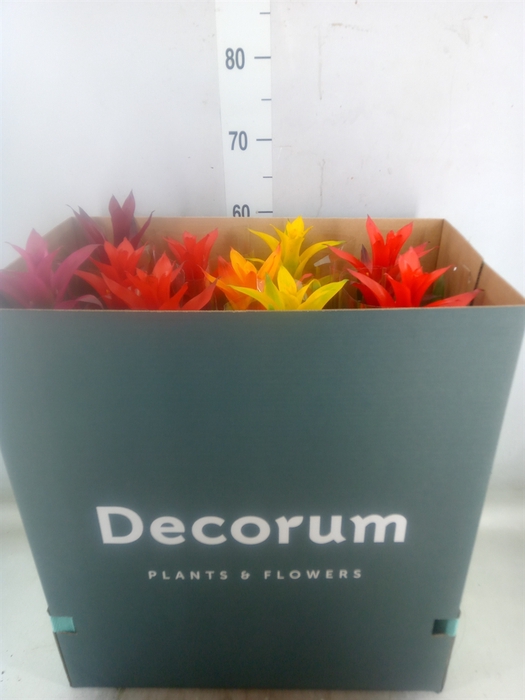 <h4>Guzmania   ...mix</h4>