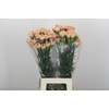 Dianthus St Honey