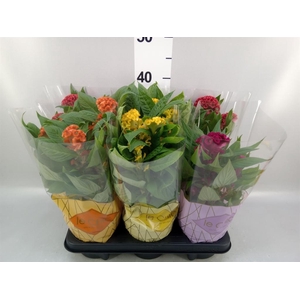 Celosia arg. CR 'Twisted' ...mix