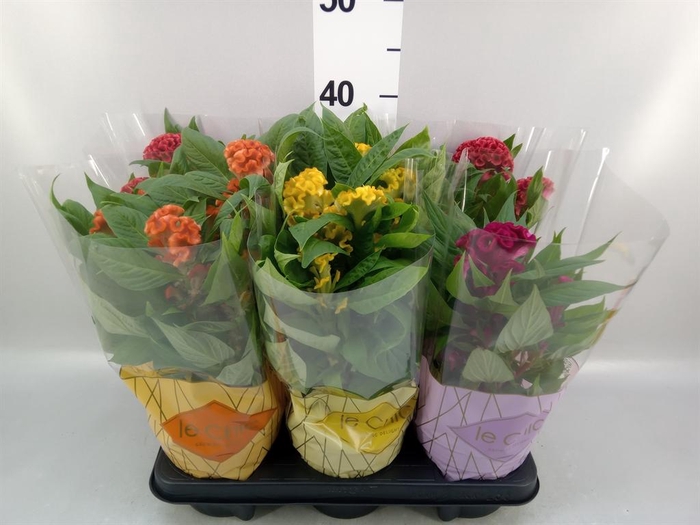 <h4>Celosia arg. CR 'Twisted'   ...mix</h4>