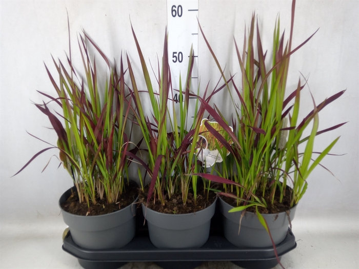 Imperata cylindrica 'Red Baron'