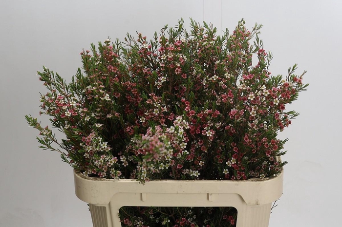 <h4>Chamelaucium My Sweet 16</h4>