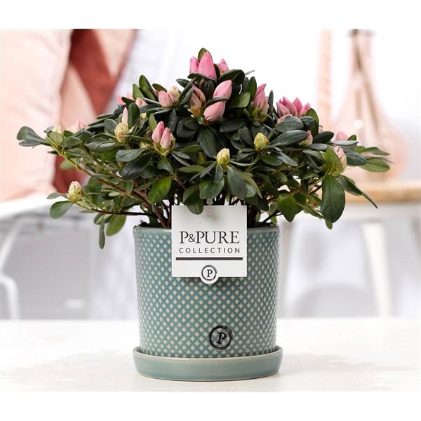 <h4>1st class Azalea pink in P&PURE Lauren ceramics</h4>