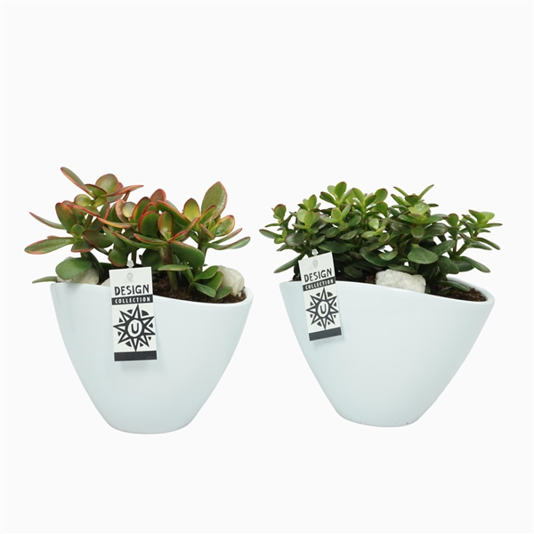 <h4>Succulent arrangement in ovale pot 25 cm met etiket</h4>