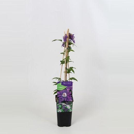 <h4>Clematis Multi Blue</h4>