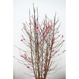 PRUNUS MELRED VERTAKT 200CM