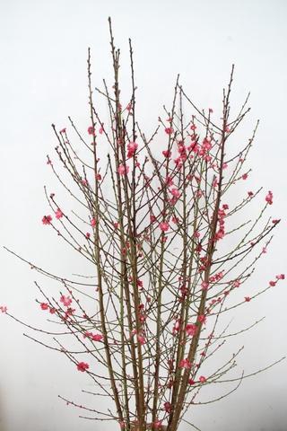 <h4>PRUNUS MELRED VERTAKT 200CM</h4>