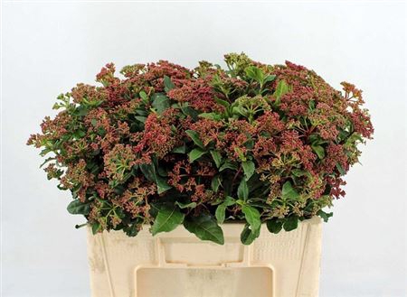 <h4>Viburnum Tinus Bos</h4>