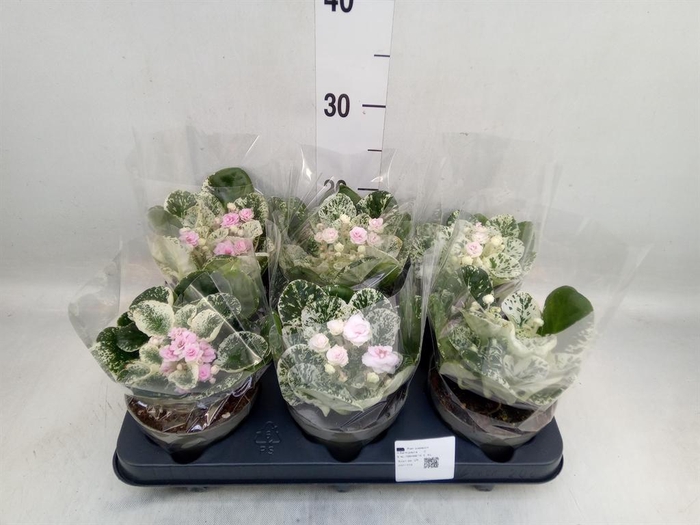 <h4>Saintpaulia   ...</h4>