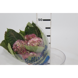 HORTENSIA FORCE CLASSICA 040 CM