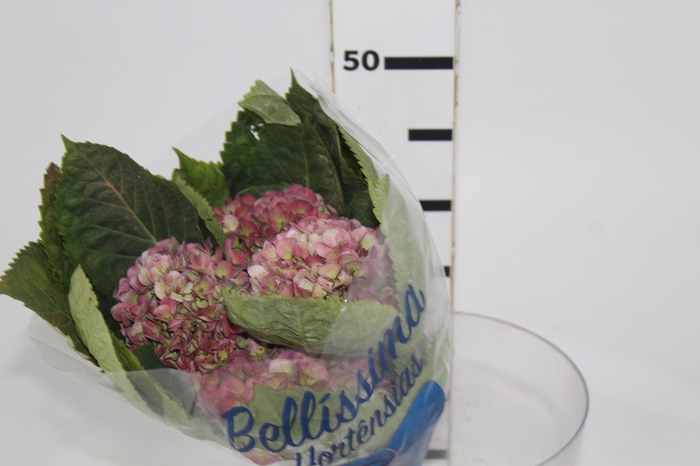<h4>HORTENSIA FORCE CLASSICA 040 CM</h4>