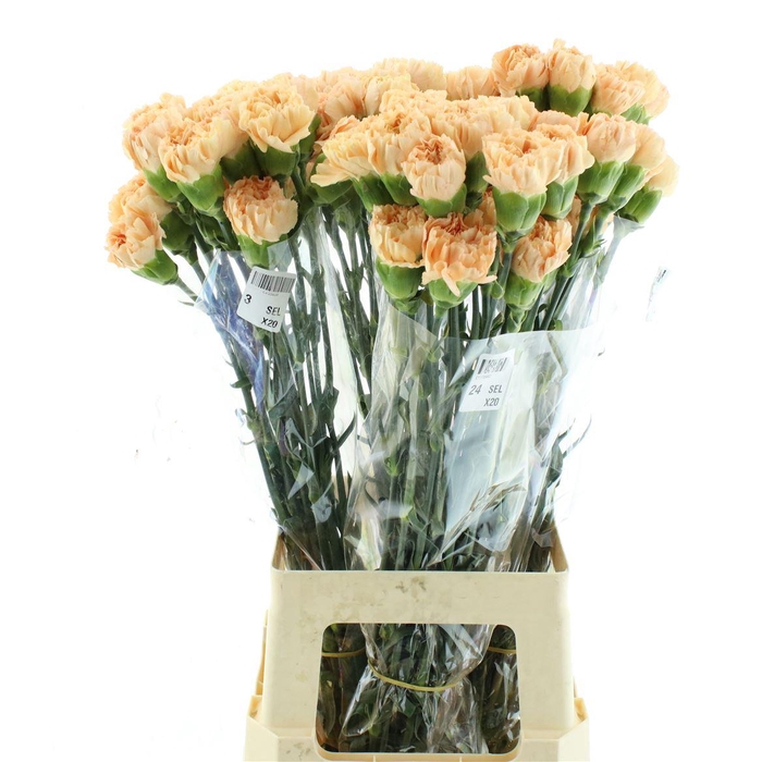 <h4>Di St Col Caroline Gold</h4>