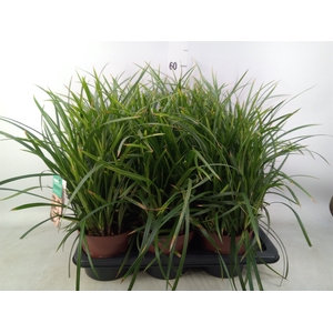 Carex morrowii