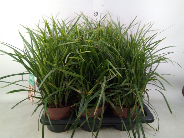 <h4>Carex morrowii</h4>