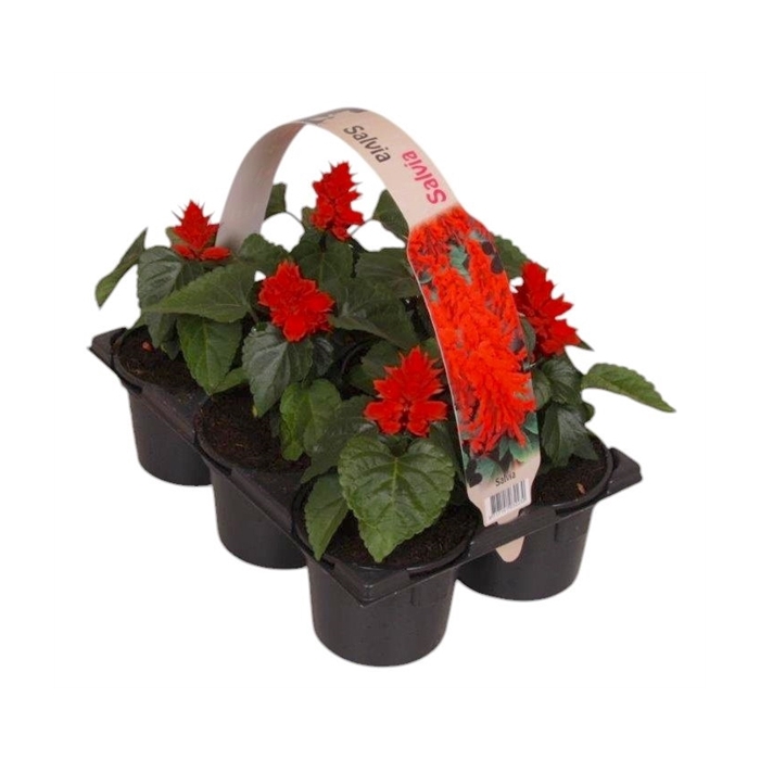 <h4>Salvia splendens 6p</h4>