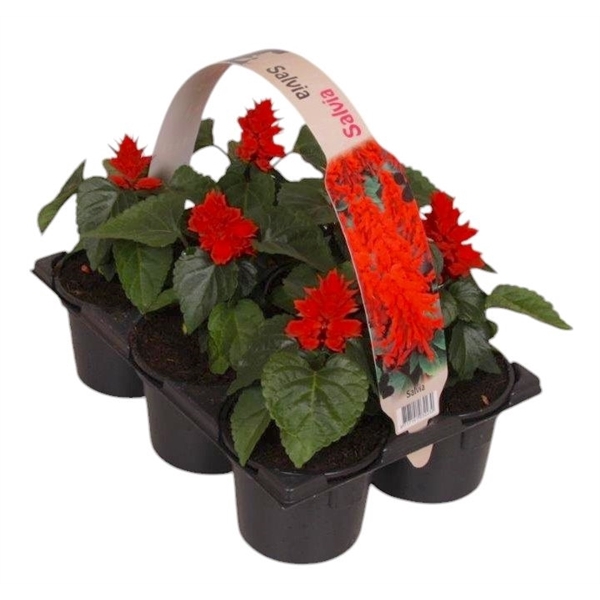 <h4>Salvia splendens 6p</h4>