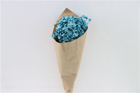 Dried Glixia L Blue Bunch