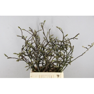 MAGNOLIA GRILLIG 080CM