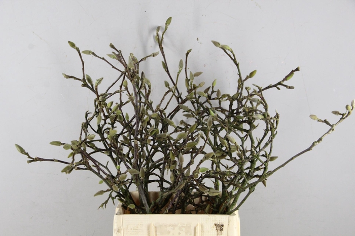 MAGNOLIA GRILLIG 080CM