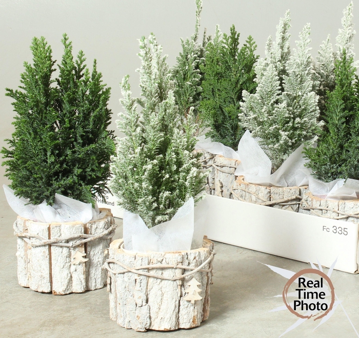 <h4>CHAM L ELLWOODII</h4>